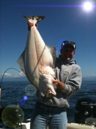 Predator Charters - Halibut Fishing